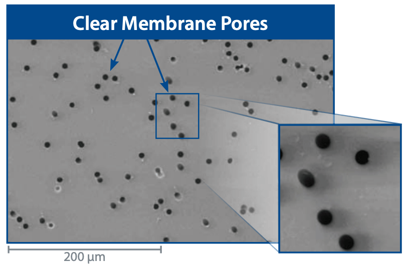 Clear Membrane Pores